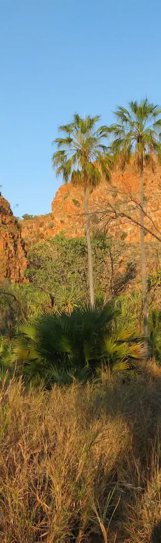 Palmen bei El Questro